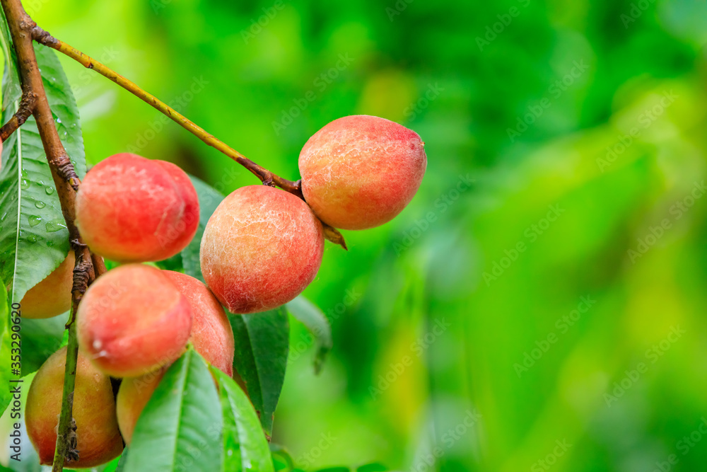 Ripe peach fruits growing on a peach tree in orchard.