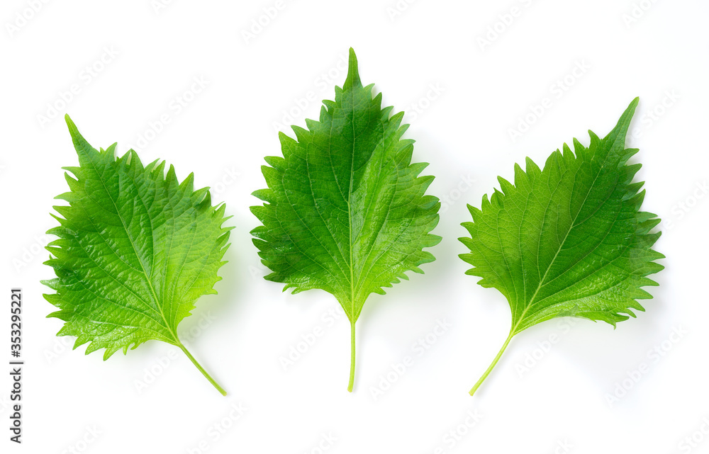 Shiso leaves on a white background