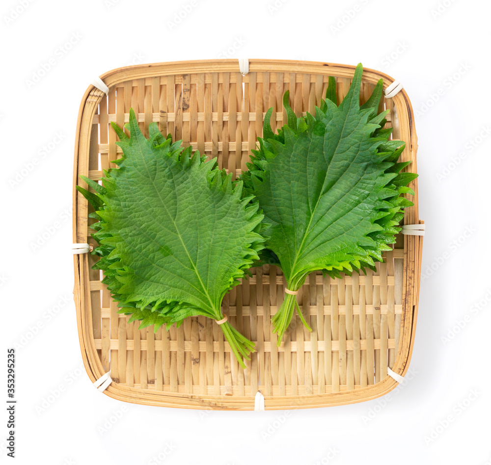 Shiso leaves on a white background