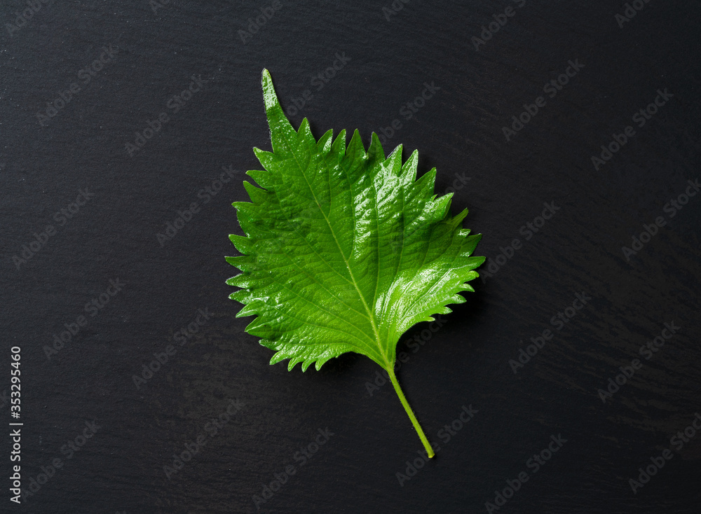 Green perilla placed on a black background