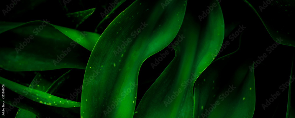 Green leaf surface, abstract background, natural pattern, tropical leaves, dark leaves