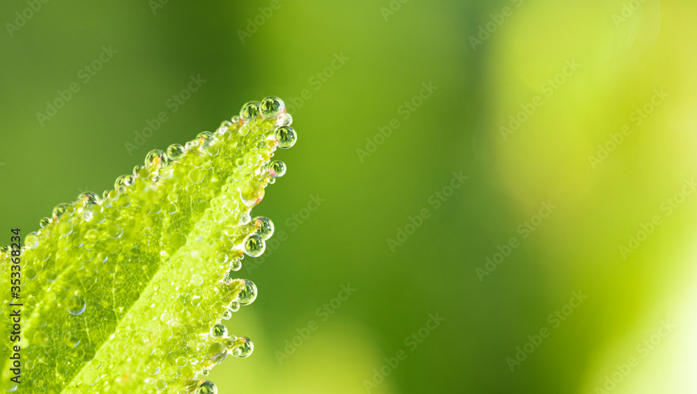 露水滴落在新鲜的绿草上，特写。