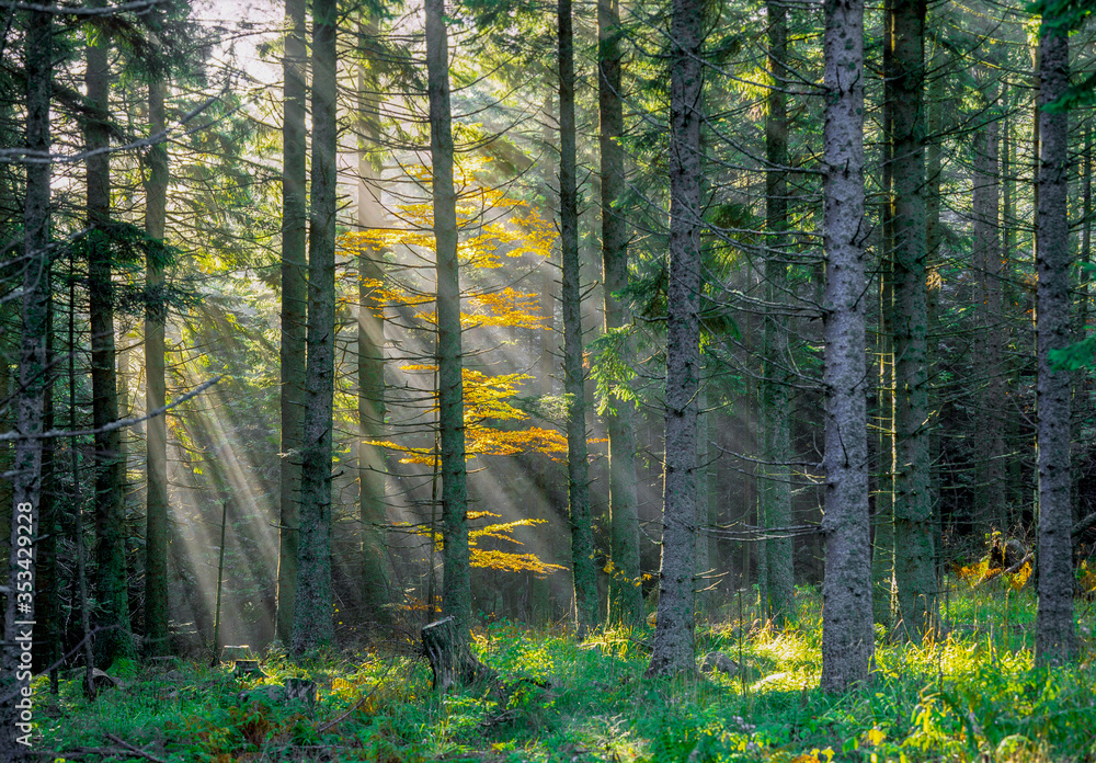 forêt à l'automne dans les montagnes vosgiennes en France