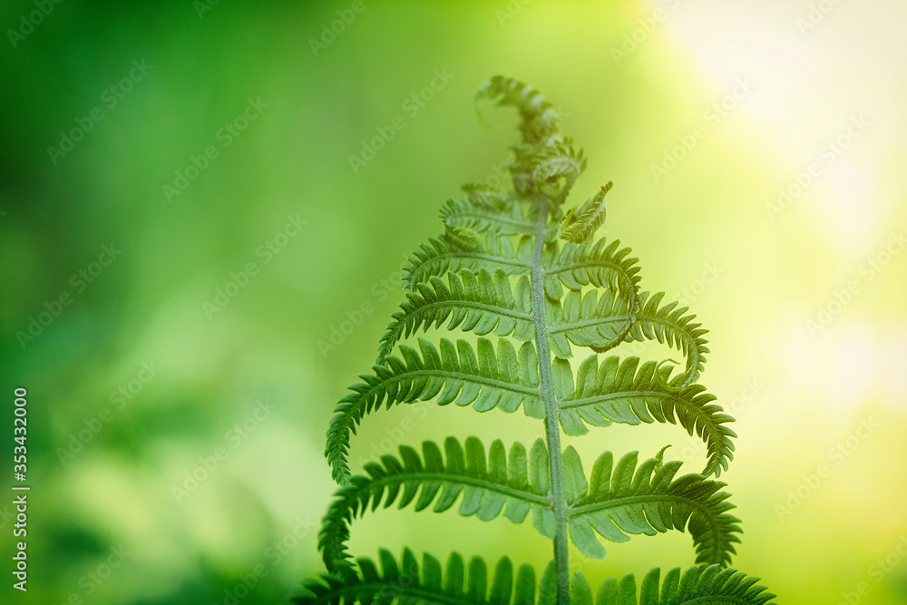 雨后森林中的绿色蕨类植物叶子，选择性聚焦。