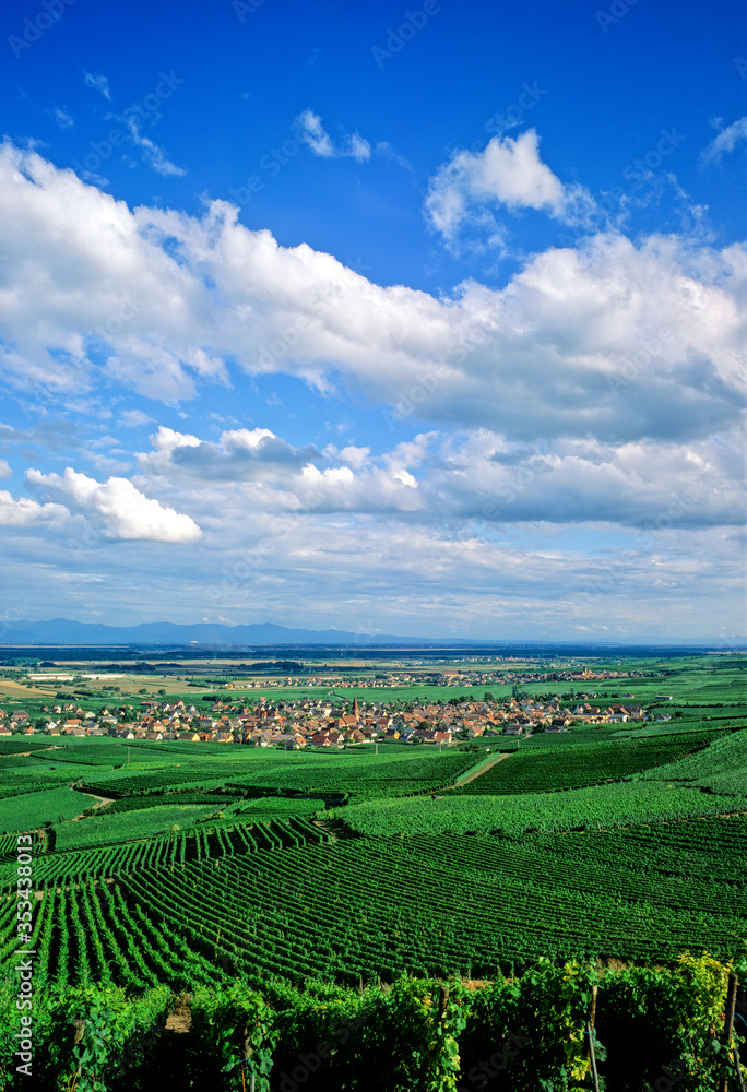 Vignoble alsacien près du village de Wettolsheim en été