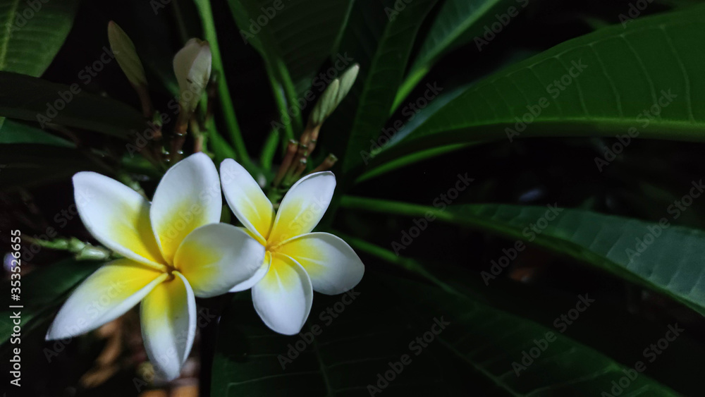 在阳光明媚的日子里，一组黄白色和粉红色的花，以自然为背景的Frangipani，Plumeria