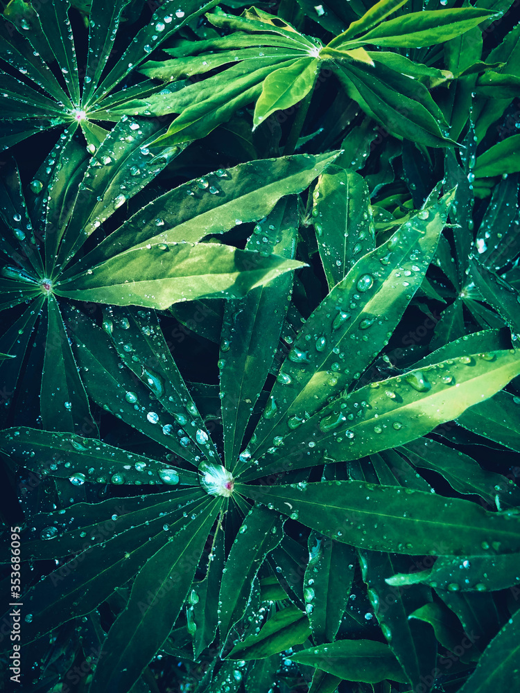 lupine with raindrops on leaves, nature background