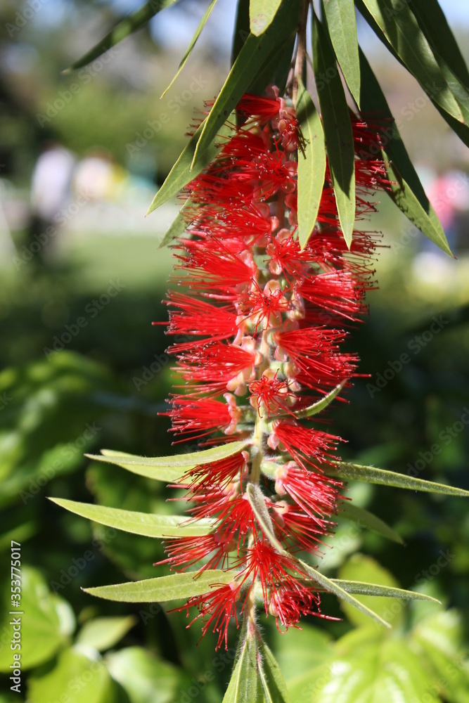 花园里的红花