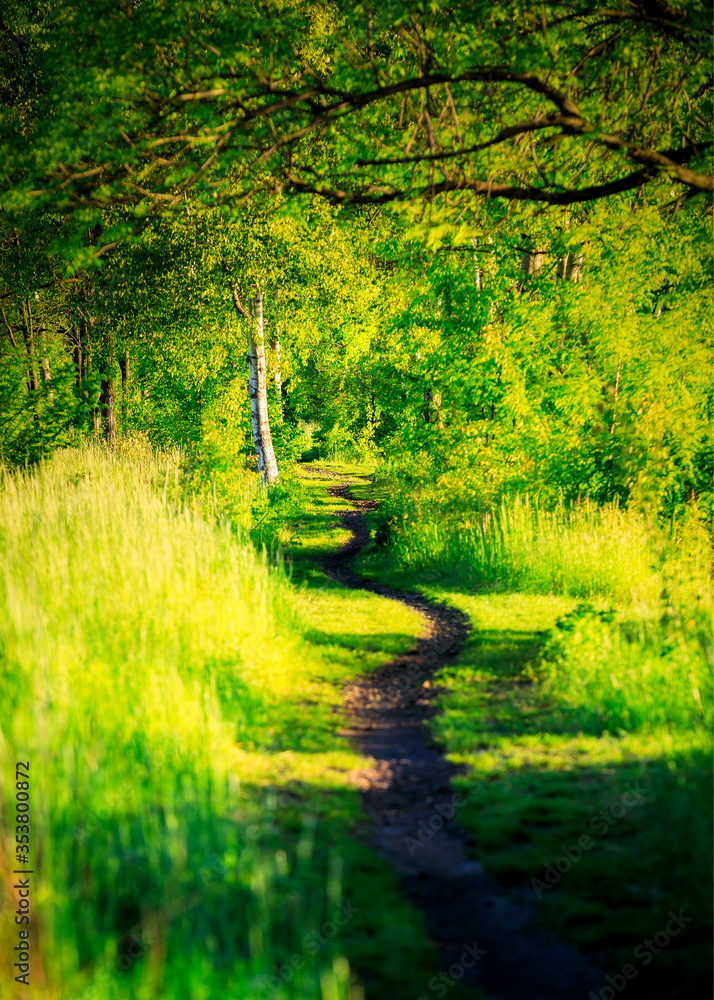 Footpath inside a park