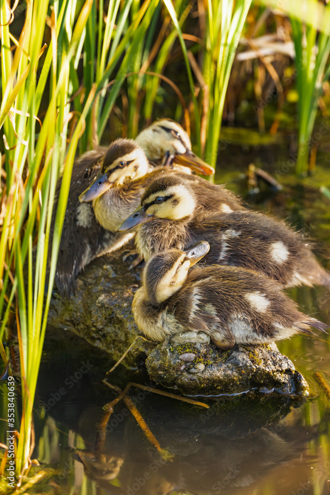 小さな岩の上で身を寄せ合って休憩するカルガモの雛