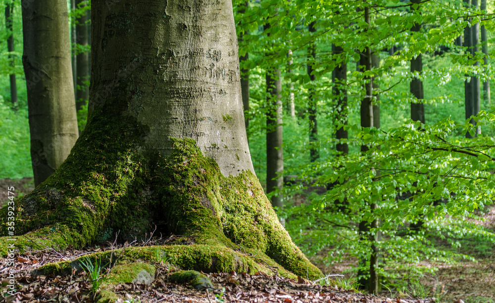 Wald im Taunus bei Holzhausen an der Haide