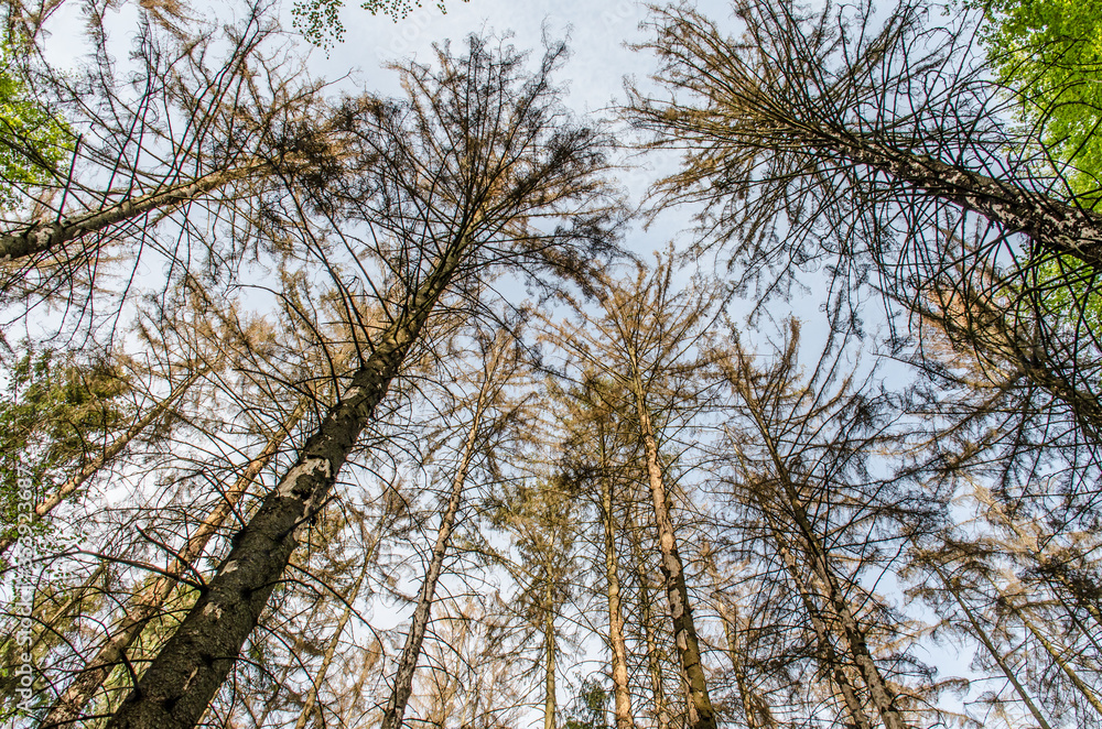 Waldschäden im Taunus durch Borkenkäfer