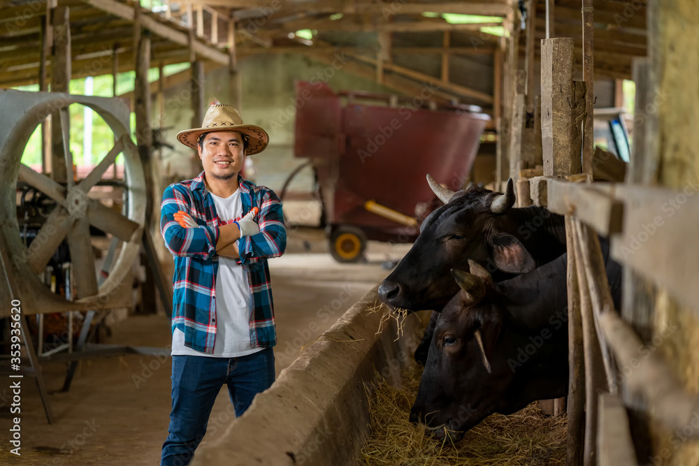 Happy smiling farmer with herd of cows in cowshed on farm,Farmer feeding beef cattle in farm,Agricul