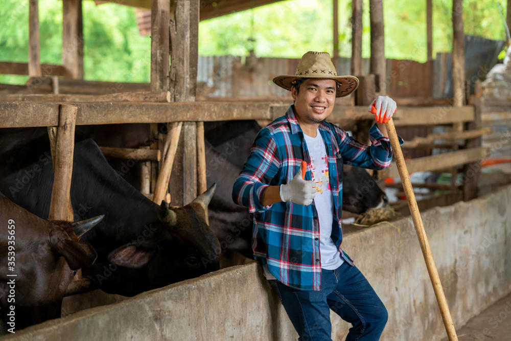 Farmer feeding beef cattle in farm,Agriculture industry,Farming, People and animal husbandry concept