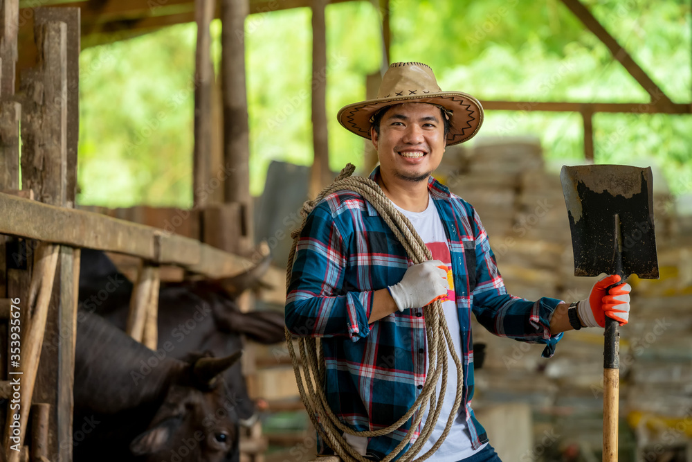 农场牛棚里有一群奶牛，农民在农场喂肉牛，Agricul