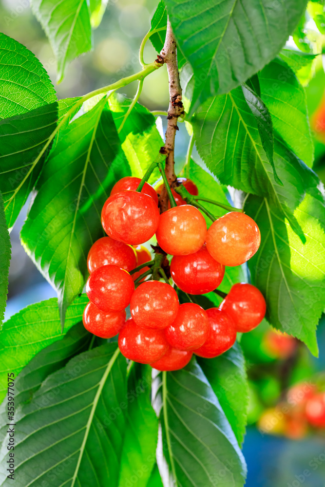 Cherry tree with ripe cherries in the orchard.