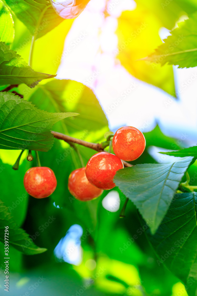 Cherry tree with ripe cherries in the orchard.