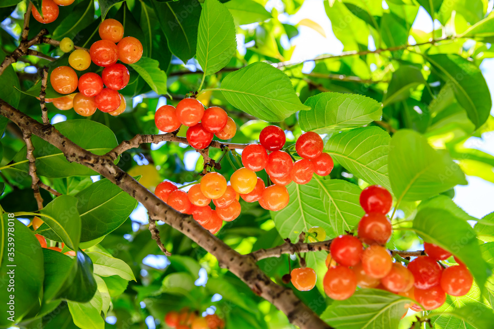 Cherry tree with ripe cherries in the orchard.