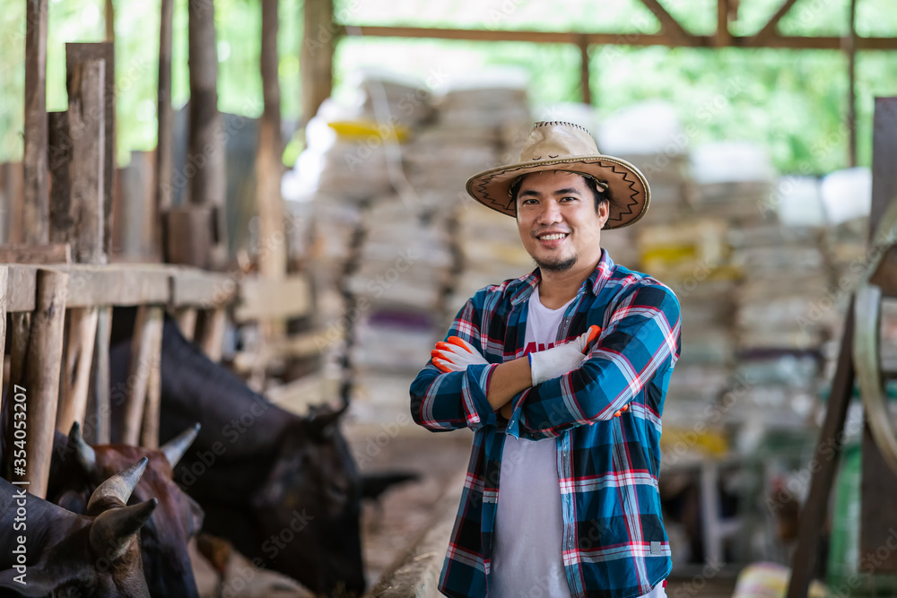 Asian farmer with Wagyu – Japanese shorthorn, portrait of a wagyu cow of Japanese origin in farm tha