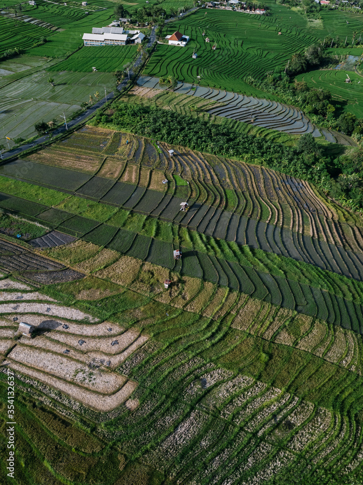 Aerial view of a ricefield in Canggu, Bali