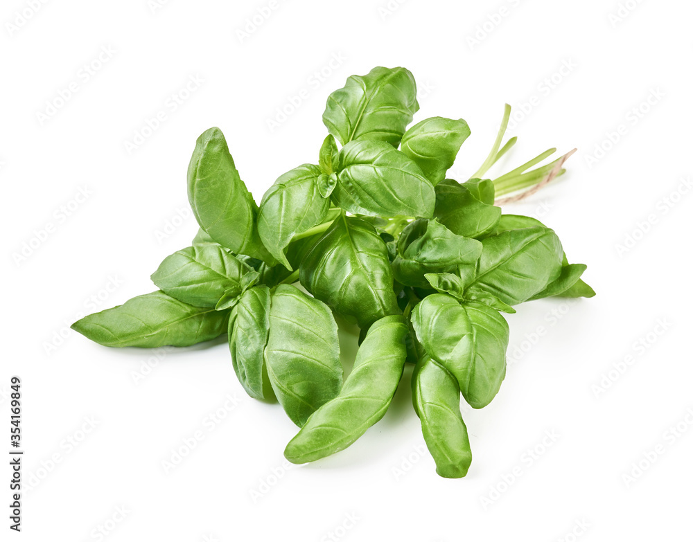 Green fresh basil leaves isolated on white.