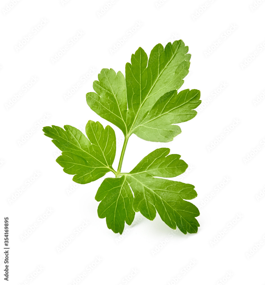 Parsley leaf isolated on white background