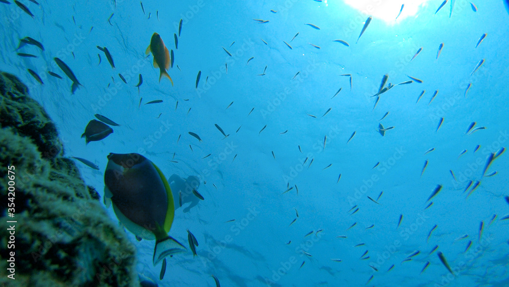 UNDERWATER: Beautiful view of colorful tropical fish swimming near coral reef