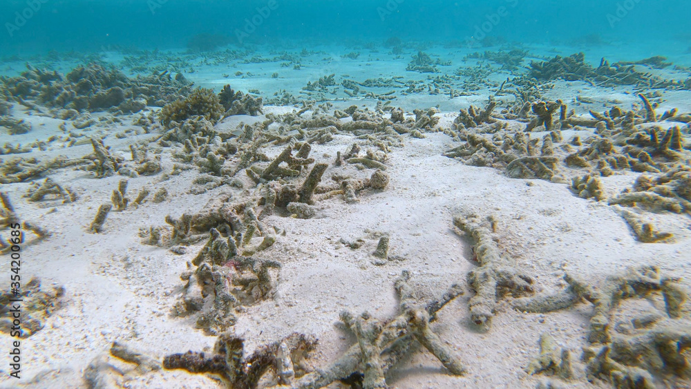 特写：全球变暖正在破坏亚洲曾经郁郁葱葱的热带海洋生物