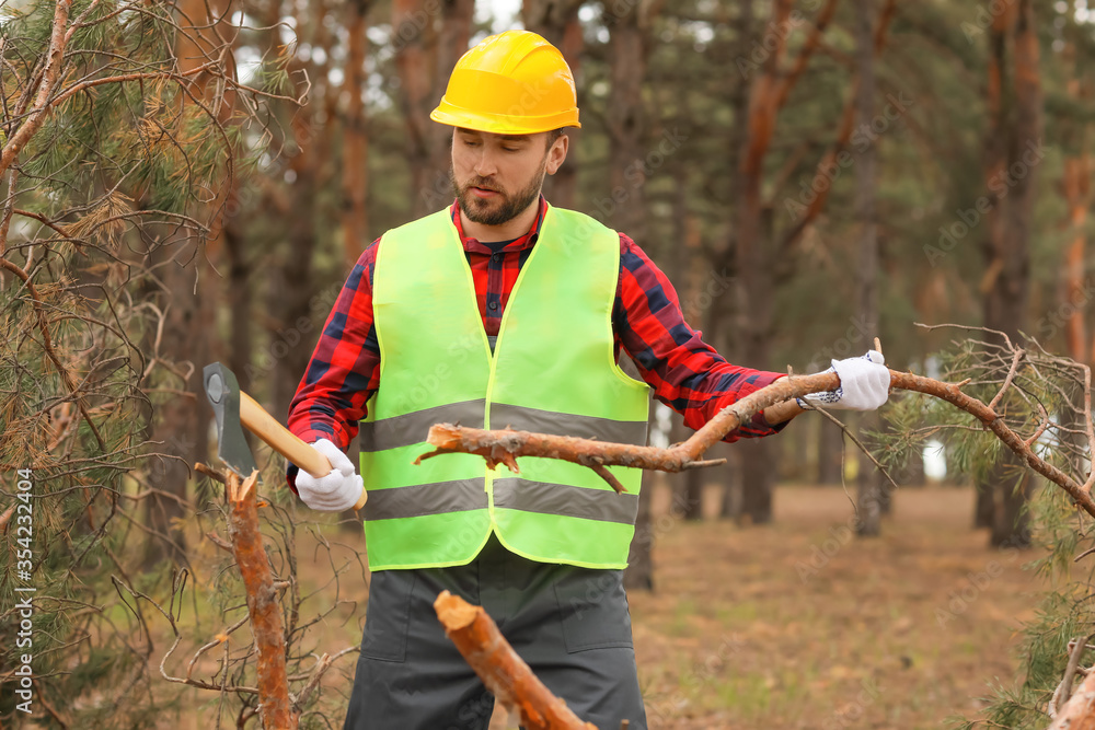 Handsome lumberjack cutting down trees in forest