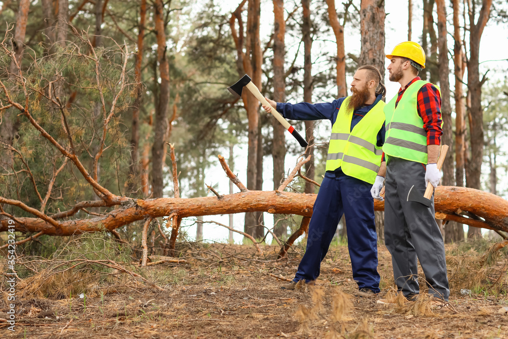 Handsome lumberjacks cutting down trees in forest