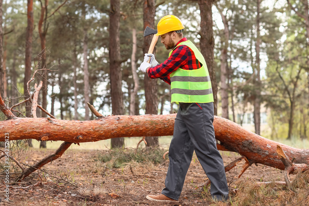 Handsome lumberjack cutting down trees in forest