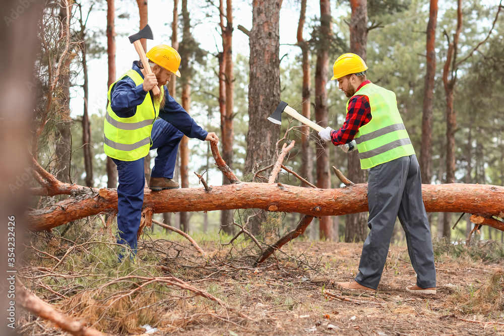 Handsome lumberjacks cutting down trees in forest