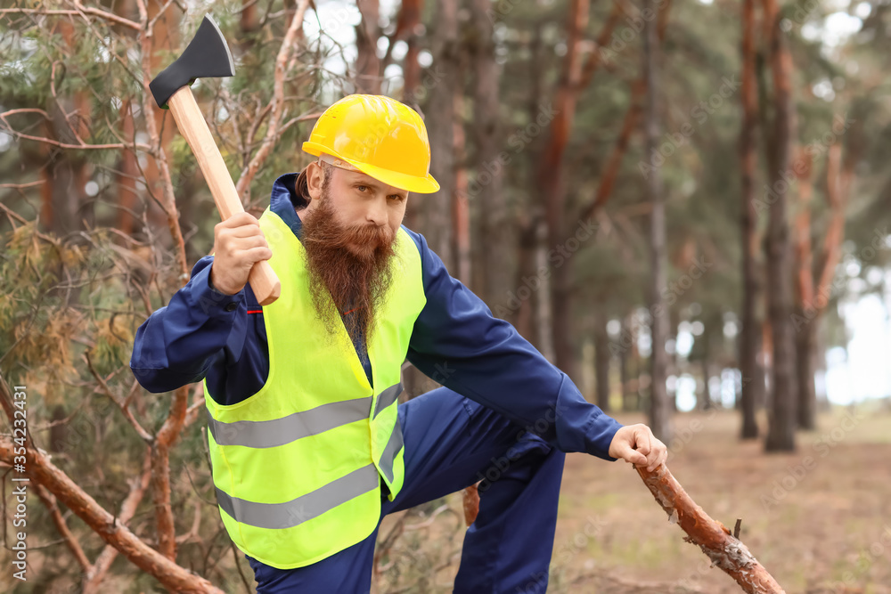 Handsome lumberjack cutting down trees in forest