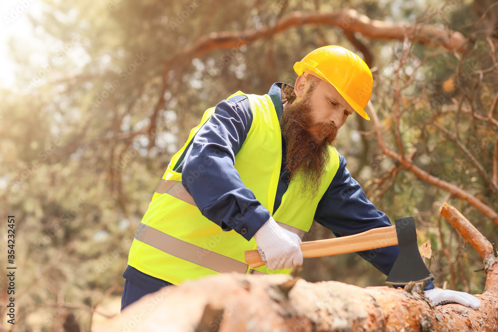 Handsome lumberjack cutting down trees in forest