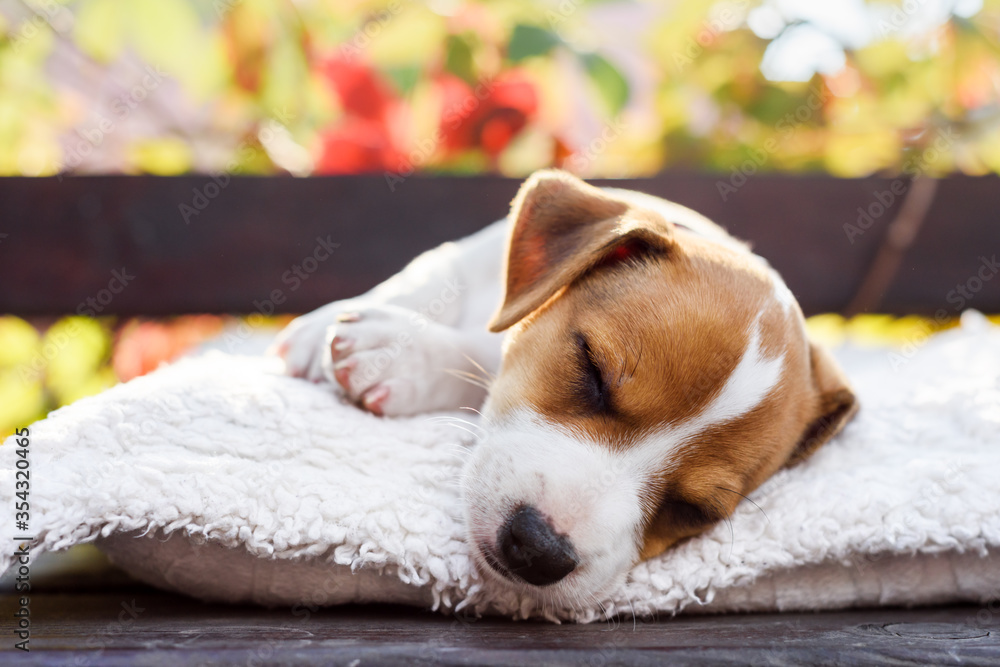 A small white dog puppy breed Jack Russel Terrier with beautiful eyes lays on white carpet on autumn