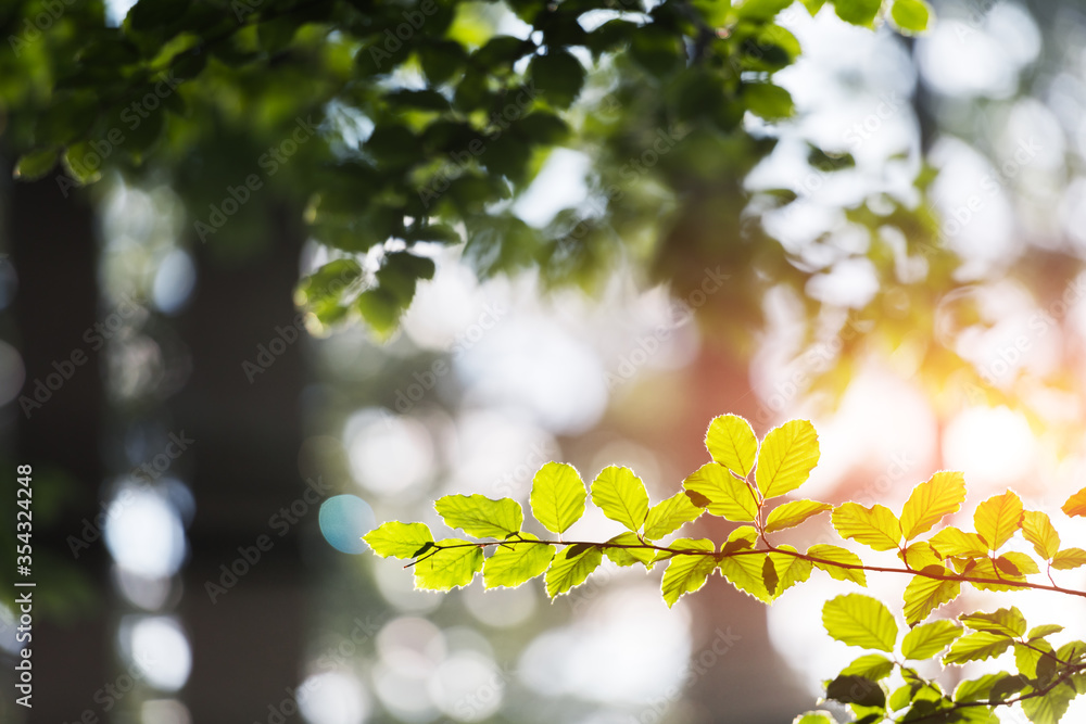 Closeup nature view of green beech leaf on spring twigs on blurred background in forest. Copyspace m