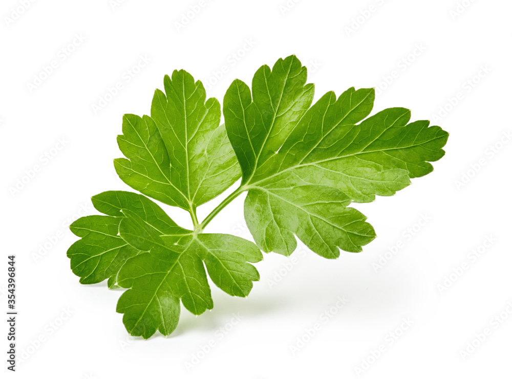 Parsley leaf isolated on white background