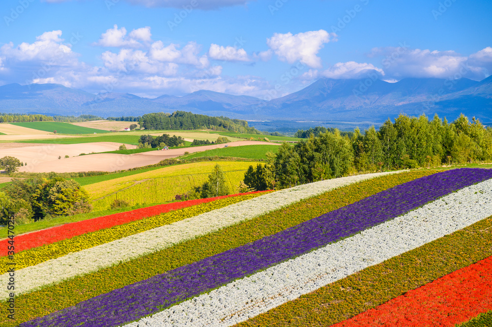 Shikisai no oka, the famous tourist attraction in Biei town, Colorful garden with variety of flowers