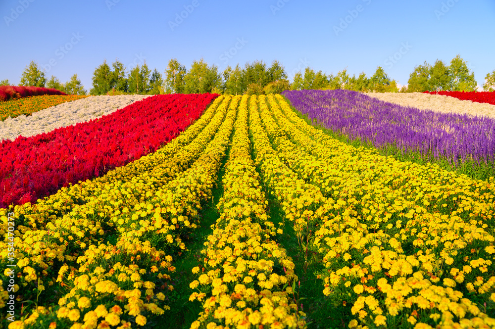 Shikisai no oka, the famous tourist attraction in Biei town, Colorful garden with variety of flowers