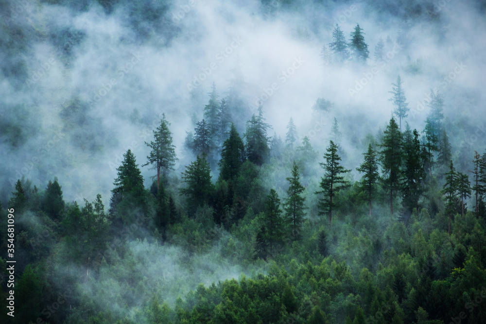 雾山景观。低云中的森林山坡