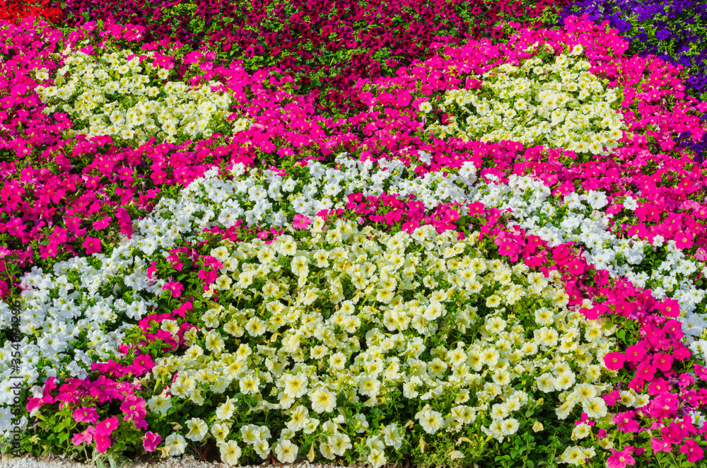 牵牛花在花展上