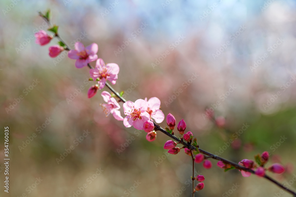 A spring scene of flowers in full bloom.