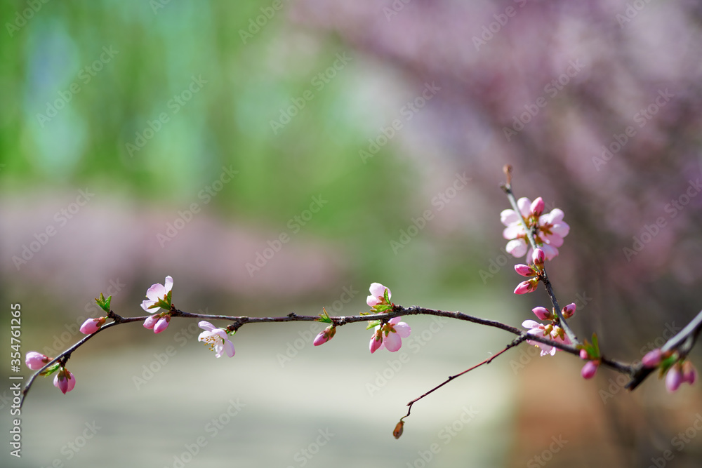 鲜花盛开的春天景象。