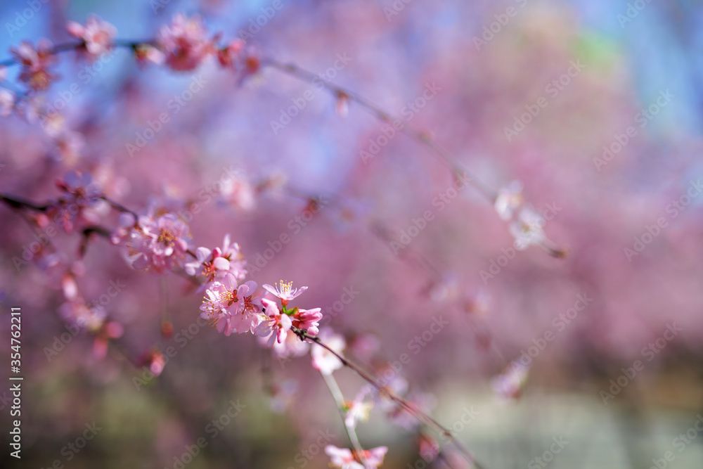 A spring scene of flowers in full bloom.