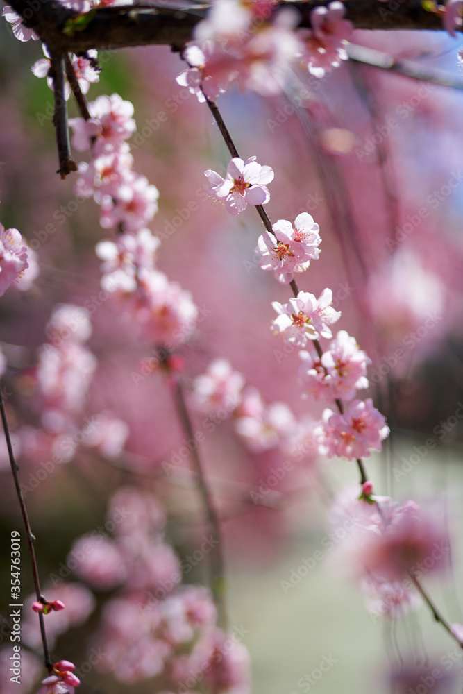 A spring scene of flowers in full bloom.