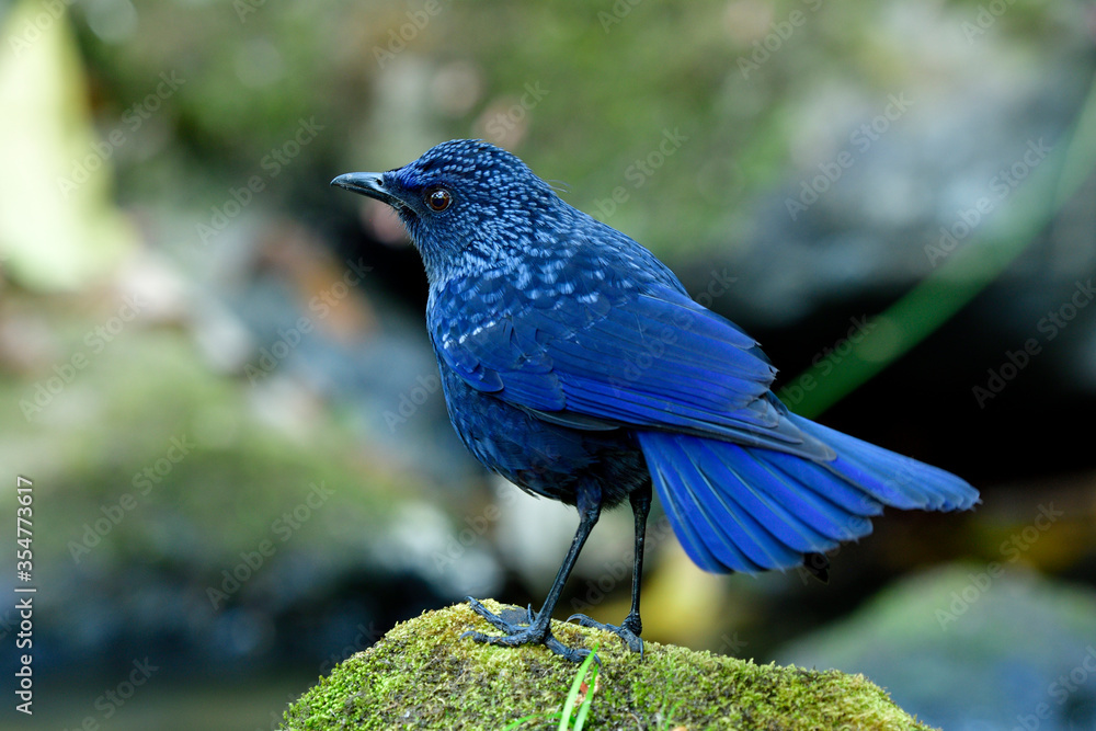 蓝色呼啸画眉（Myophonus caeruleus）快乐的天鹅绒深蓝色，黑色喙鸟栖息在上面