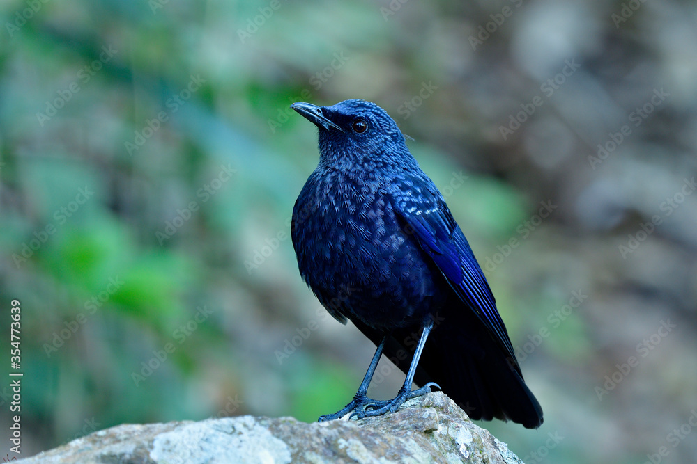 蓝色呼啸画眉（Myophonus caeruleus）栖息在st的岩石上，华丽的天鹅绒深蓝色鸟类