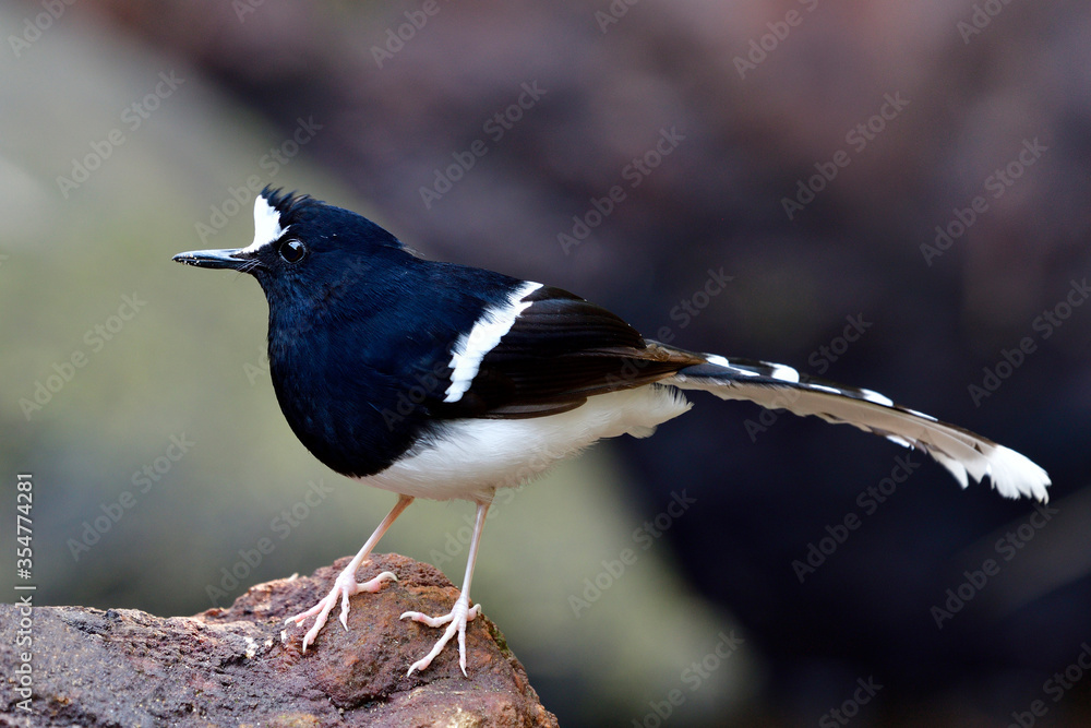 Enicurus leschenaulti（白冠叉尾）美丽的黑白相间的鸟，有着巨大的条纹尾巴