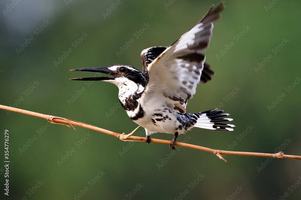 花翠鸟（Ceryle rudis）快乐的黑白鸟即将从细竹枝上飞起来