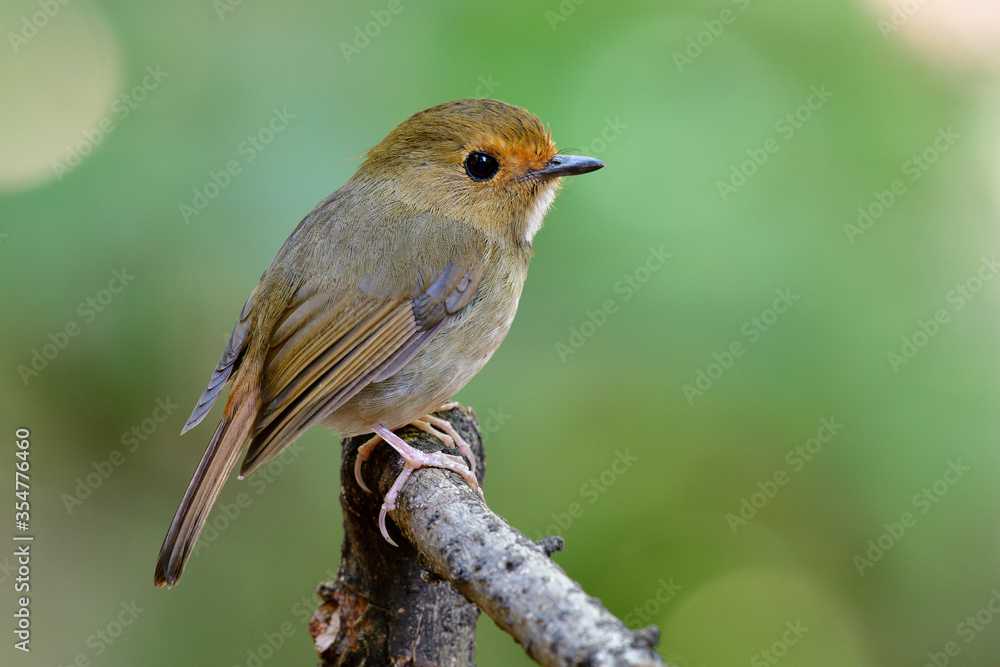 棕眉捕蝇草（Anthibes solitaris）可爱的、胖乎乎的棕色鸟，有橙色的眉毛和大眼睛